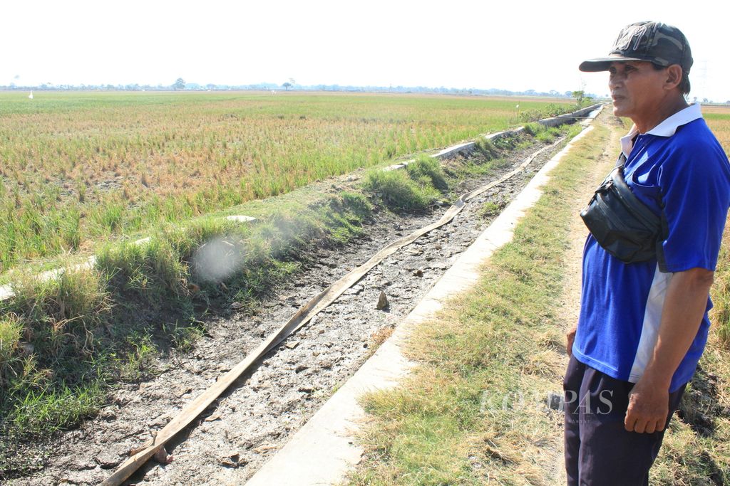 Petani sedang mengecek sawahnya yang terdampak kekeringan di daerah Kandanghaur, Kabupaten Indramayu, Jawa Barat, Selasa (12/9/2023).