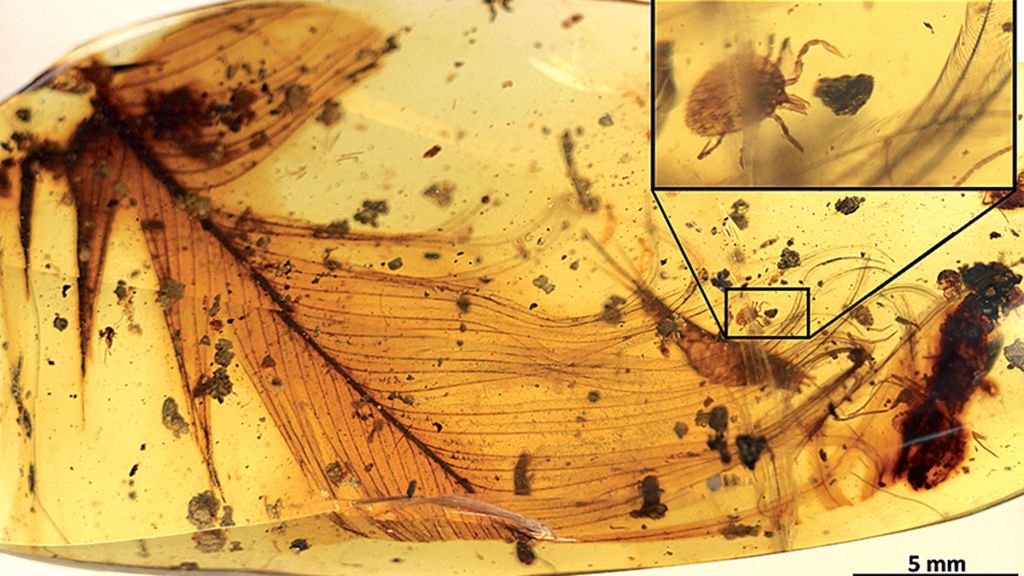 A 99-million-year-old fossil of dinosaur feathers that has turned into amber. A tick can also be seen in focus, which was also captured. The photo was published by Nature Communication on December 13, 2017.