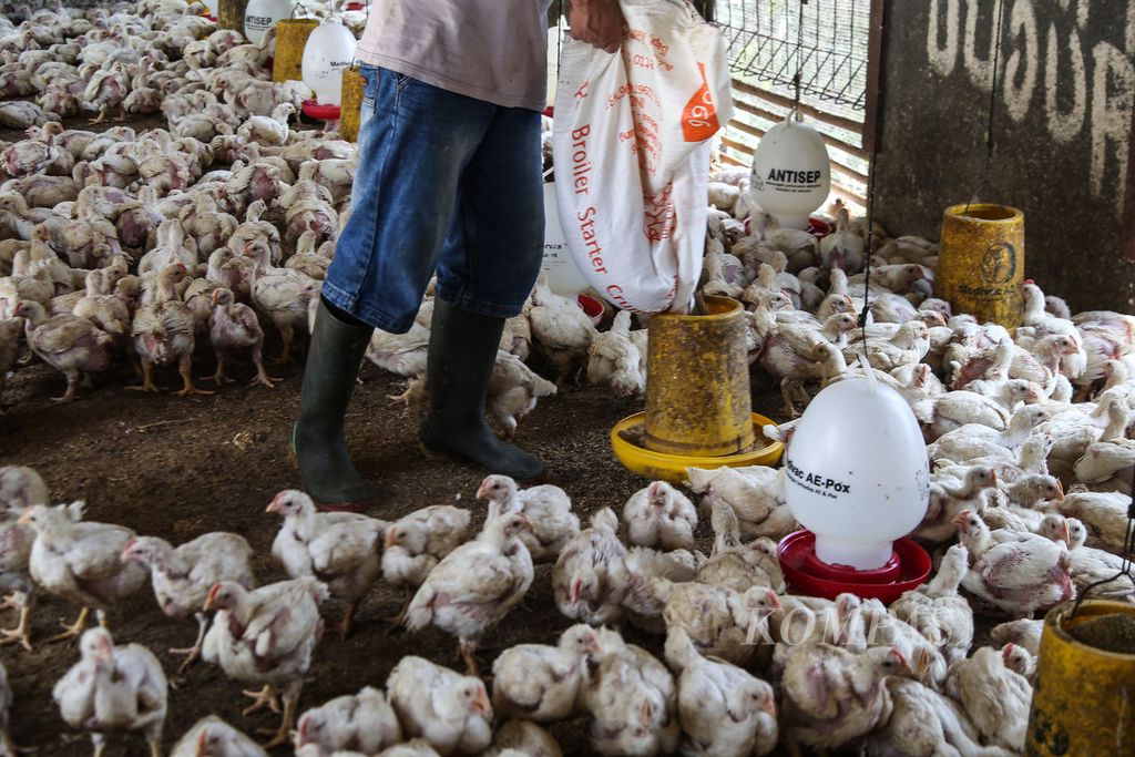 Pekerja memberi pakan ayam broiler di sebuah pengepul ayam broiler di Pengasinan, Gunung Sindur, Bogor, Jawa Barat, Selasa (22/9/2020). 
