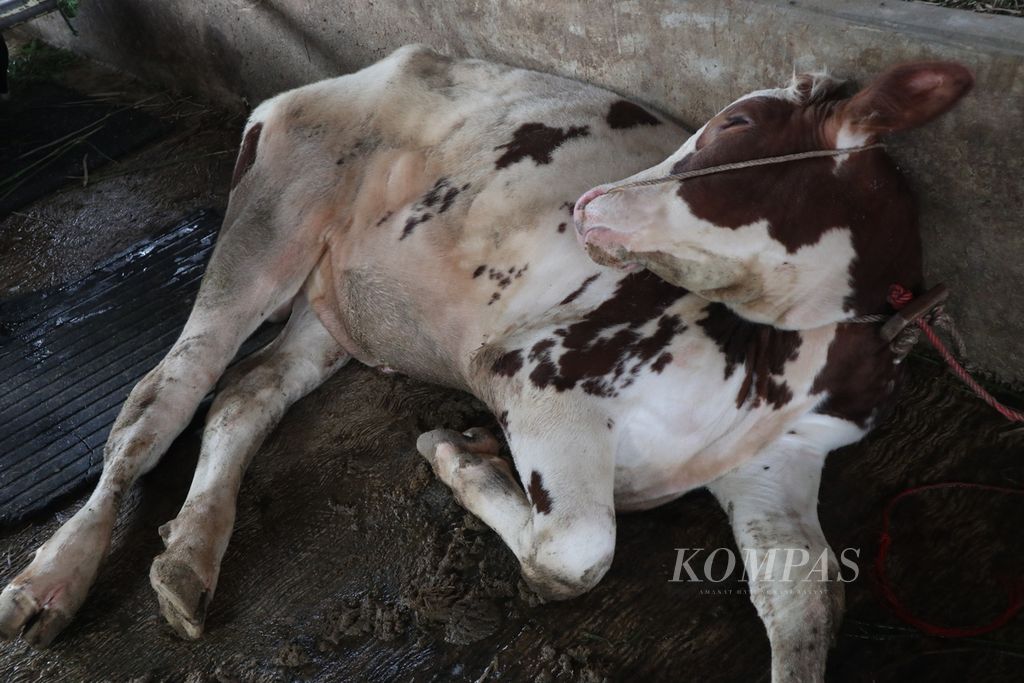 Seekor sapi tampak lemah di Kelurahan Cipari, Kecamatan Cigugur, Kabupaten Kuningan, Jawa Barat, Rabu (15/6/2022). Hingga Selasa (14/6), sebanyak 1.667 ekor sapi di Kuningan terpapar PMK. Sebanyak 47 ekor di antaranya mati akibat PMK.