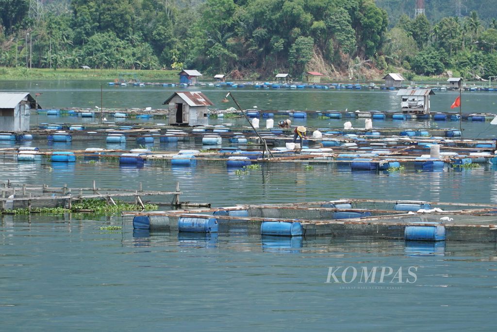 Pembudidaya sedang memberi makan ikan di keramba jaring apung di Danau Maninjau, Nagari Duo Koto, Kecamatan Tanjung Raya, Kabupaten Agam, Sumatera Barat, Selasa (11/2/2020). Kematian massal ikan kembali terjadi di tiga nagari di sekitar danau itu, yakni Duo Koto, Bayua, dan Tanjung Sani, dengan jumlah sekitar 79,5 ton. Salah satu pemicu kematian ikan adalah jumlah keramba yang melampaui daya dukung danau.