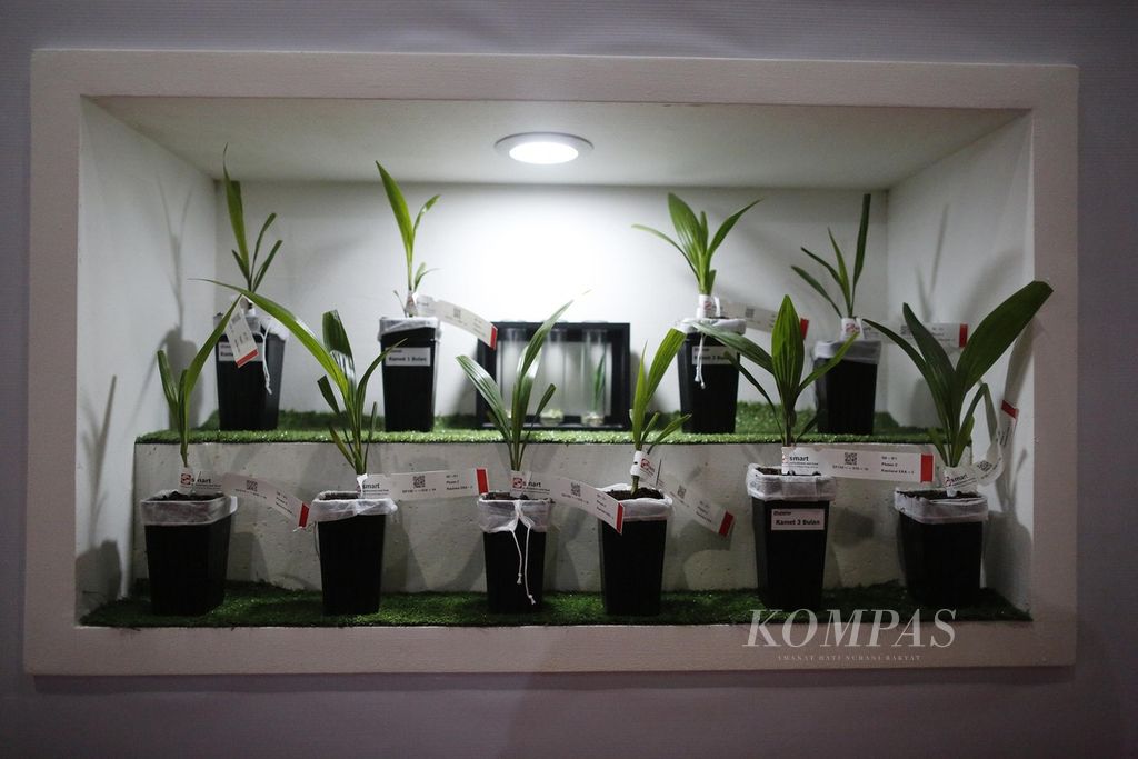 Bibit tanaman kelapa sawit ditunjukkan oleh salah satu peserta pameran dalam Perkebunan Indonesia Expo 2022 di Jakarta Convention Center, Senayan, Jakarta, Rabu (21/12/2022). Pameran ini menampilkan inovasi dan produk-produk hasil perkebunan di wilayah Indonesia.