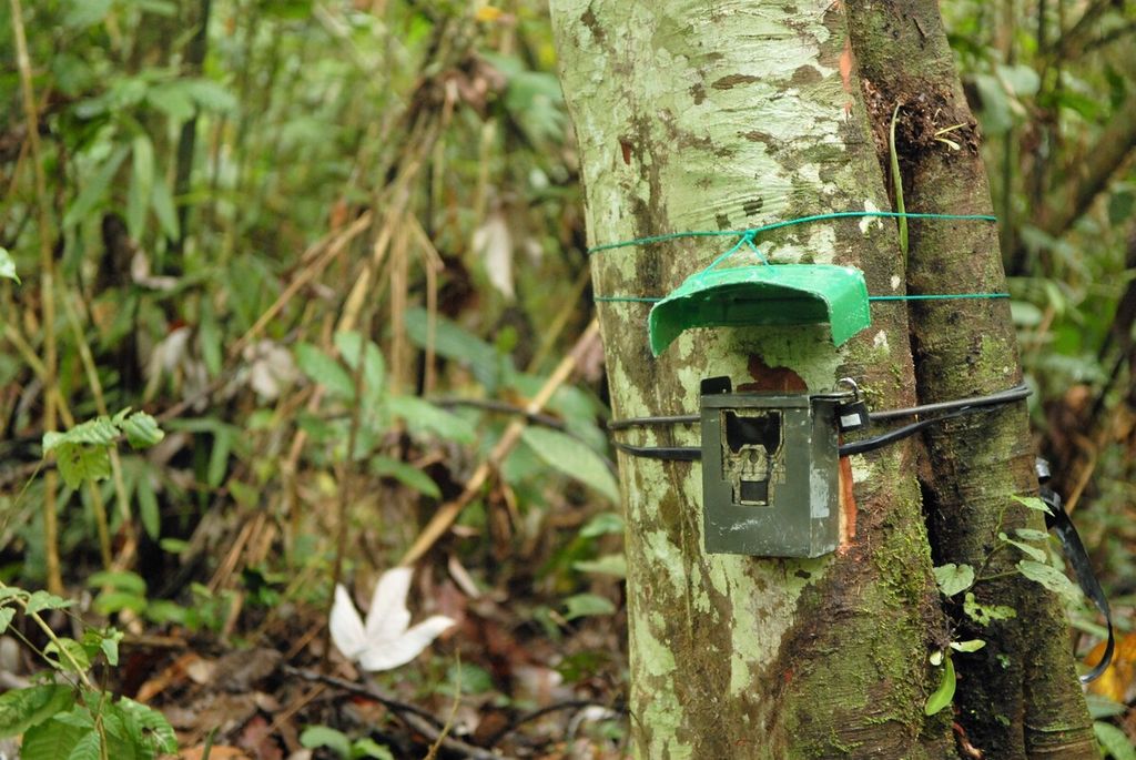 Kamera sembunyi dipasang di sejumlah lokasi di ekosistem Bukit Tigapuluh, Kamis (26/8/2021). Tujuannya untuk memantau pergerakan kawanan gajah sumatera di wilayah itu.