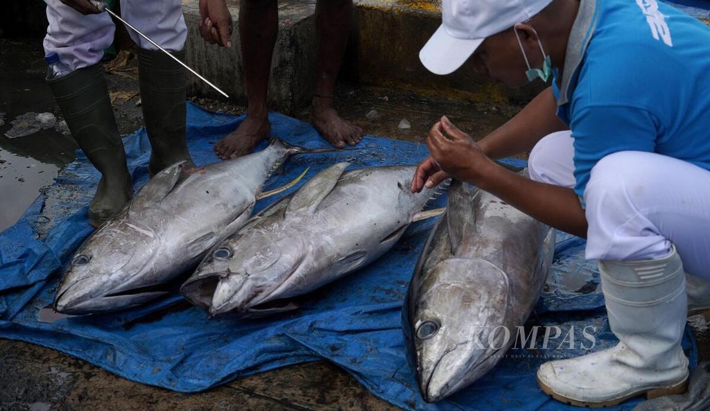 Petugas memeriksa kualitas ikan tuna hasil tangkapan nelayan yang baru datang di Pangkalan Pendaratan Ikan Klademak, Sorong, Papua Barat Daya, Jumat (9/6/2023). Tuna hasil tangkapan nelayan ini akan dibawa ke industri pengolahan untuk pasar ekspor. Harga tuna saat ini mencapai Rp 60.000 per kilogram tergantung kualitas.