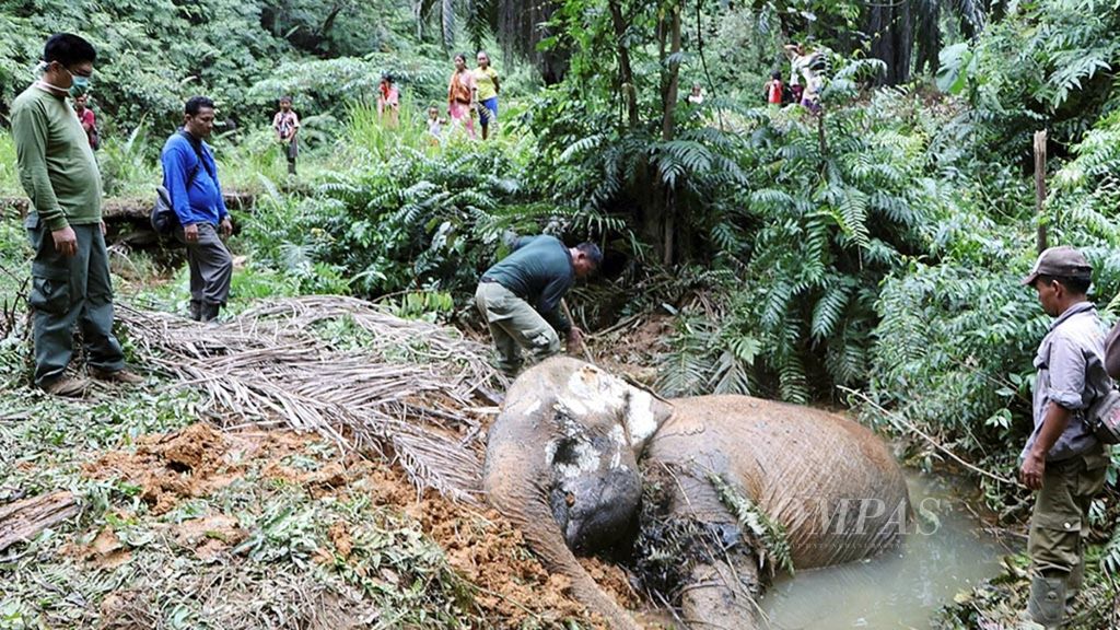 Seekor gajah liar betina ditemukan tewas di kebun sawit milik PT Perkebunan Inti Sawit Subur di Desa Mekar Makmur, Kecamatan Sei Lepan, Langkat, Sumatera Utara, sekitar satu kilometer dari Taman Nasional Gunung Leuser, beberapa waktu lalu.