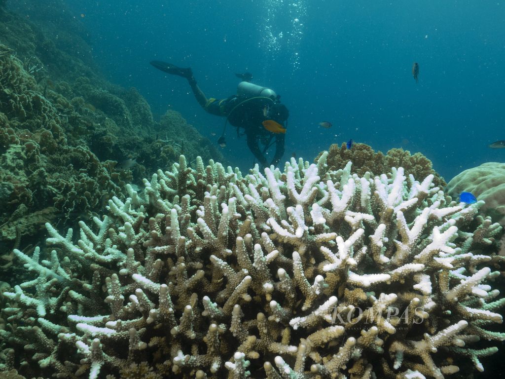 Fenomena pemutihan karang terjadi pada sebagian terumbu karang di dekat Pulau Menjangan Kecil, Kecamatan Karimunjawa, Jepara, Jawa Tengah, Selasa (16/4/2024). 