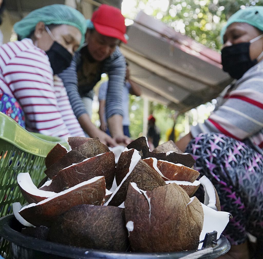 Ibu-ibu anggota kelompok tani Ezer Keneg’do mencuci daging buah kelapa sebelum diparut dan diolah menjadi minyak kelapa, Kamis (16/4/2020), di unit pengolahan minyak kelapa Desa Jayakarsa, Likupang Barat, Minahasa Utara, Sulawesi Utara.