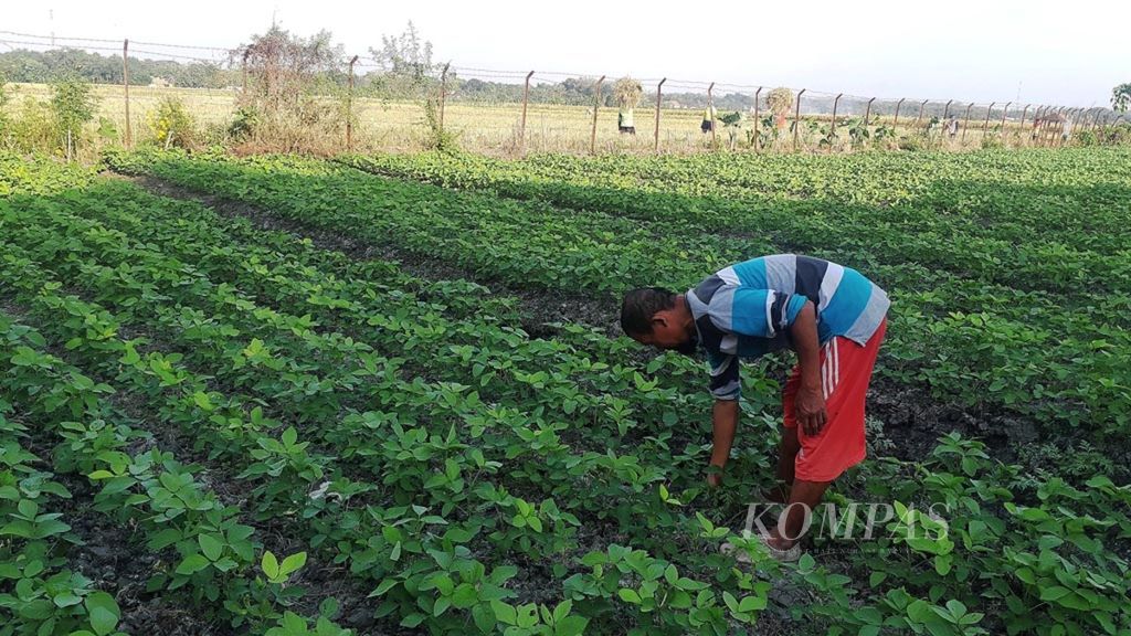 Pekerja memeriksa tanaman kedelai di area tanam Rumah Kedelai Grobogan (RKG), Kabupaten Grobogan, Jawa Tengah, Rabu (19/6/2019). RKG, di bawah Dinas Pertanian Kabupaten Grobogan, menjadi sentra pengolahan kedelai varietas Grobogan, sekaligus tempat pengenalan komoditas kedelai lokal.