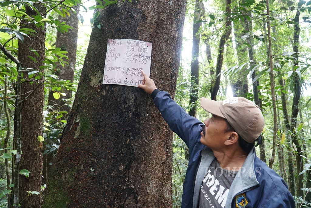 Ketua Lembaga Pengelola Hutan Nagari Sirukam Medison menunjukkan identitas pohon kasiah baranak (<i>Elmiliria forbisii</i>) yang diasuh oleh seorang donatur di Hutan Nagari Sirukam, Kecamatan Payung Sekaki, Kabupaten Solok, Sumatera Barat, Minggu (8/11/2020). 