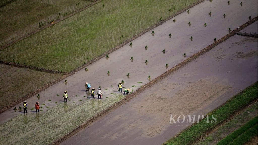 Buruh tani penggarap menanam benih padi pada lahan persawahan yang terhampar di kawasan Kudus, Jawa Tengah, Kamis (23/3). Untuk meningkatkan kedaulatan pangan, di tahun 2017, pemerintah menargetkan mampu memproduksi 77 juta ton padi dan mencetak sawah baru seluas 144.163 hektar. 