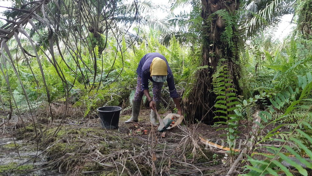 Buruh perempuan di tengah perkebunan sawit di Kalimantan Tengah yang sedang mengumpulkan gelondongan buah sawit sisa panen dari buruh lainnya, Senin (24/7/2023). Buruh perempuan berjuang di kebun sawit untuk memenuhi kebutuhan hidup mereka.