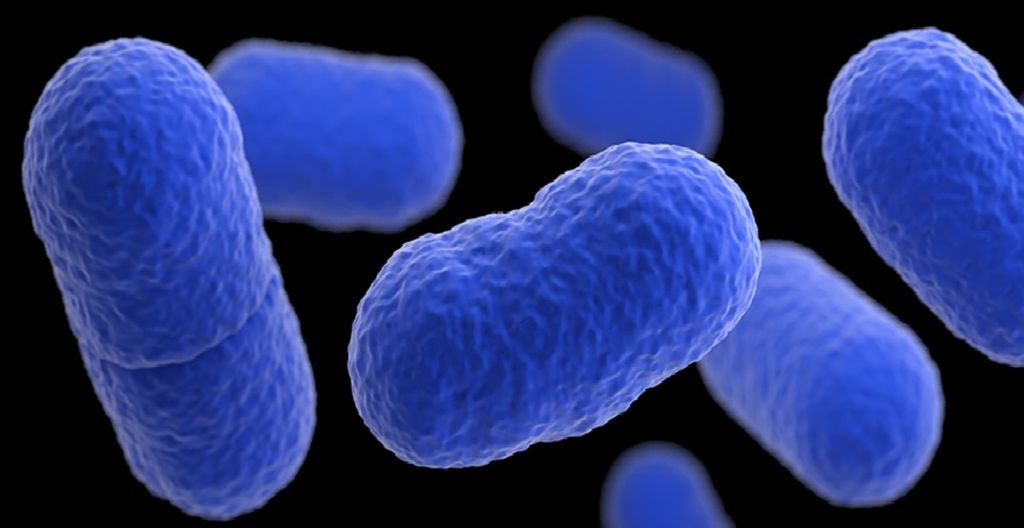 Bakteri Listeria monocytogenes yang memicu penyakit listeria atau listeriosis.