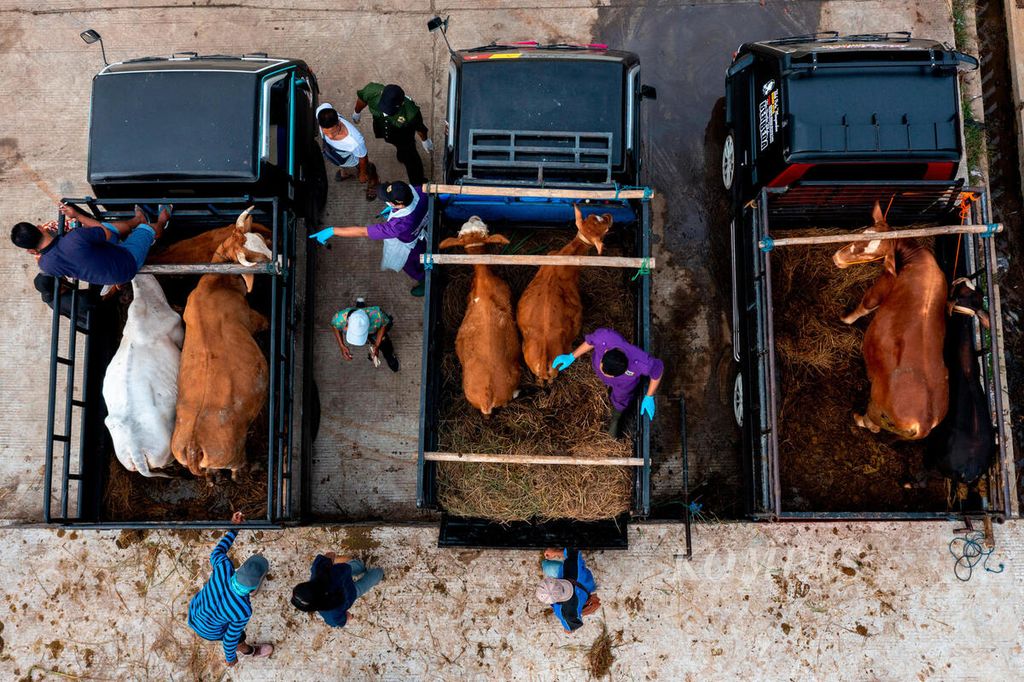 Petugas memastikan kesehatan ternak sapi yang dibawa warga tidak tertular penyakit mulut dan kuku di Pasar Hewan Ambarawa, Kabupaten Semarang, Jawa Tengah, Rabu (12/5/2022). 