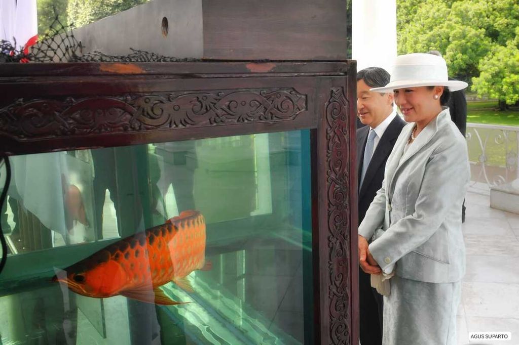 Presiden Joko Widodo (tidak tampak) memperlihatkan ikan arwana yang akan diberikan sebagai tanda mata kunjungan Kaisar Naruhito dan Permaisuri Masako, Senin (19/6/2023).