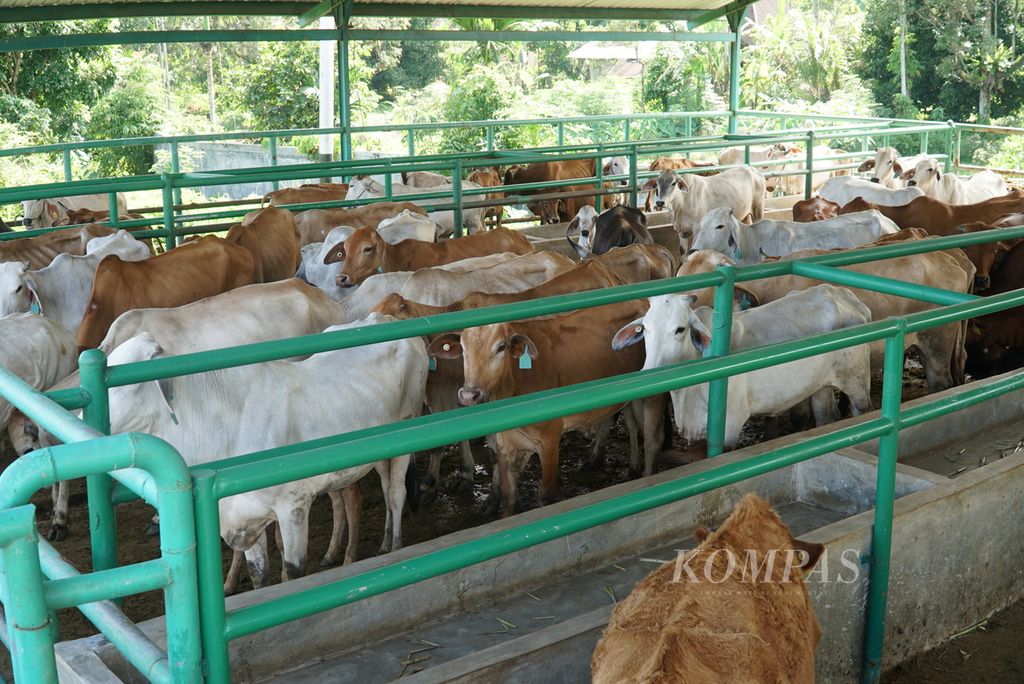 Sapi-sapi di kandang UPT Pembibitan Ternak Dinas Pertanian Kota Padang menunggu disuntik vaksin penyakit mulut dan kaki (PMK) di Kelurahan Air Pacah, Kecamatan Koto Tangah, Padang, Sumatera Barat, Rabu (29/6/2022). 