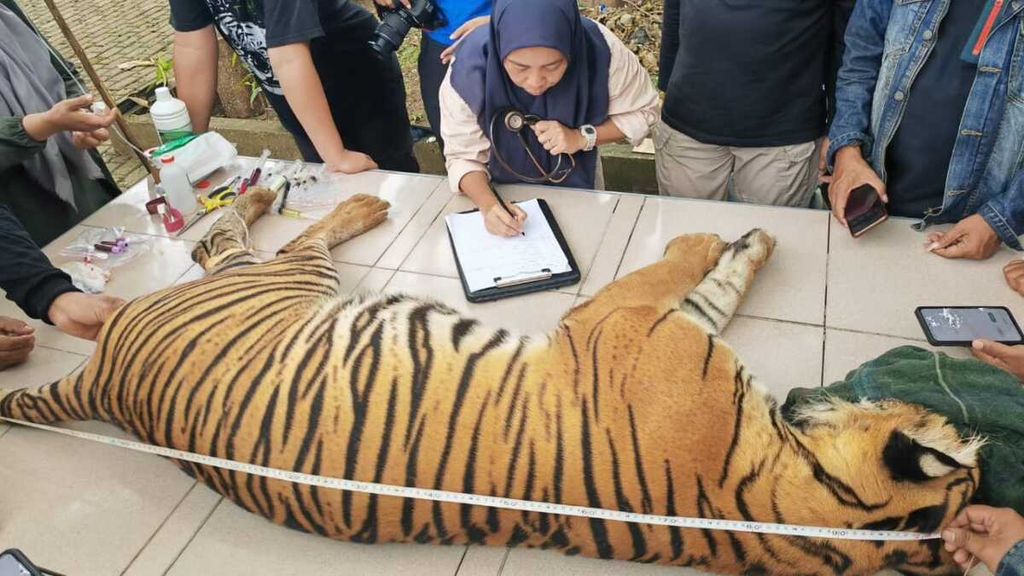 Dua harimau sumatera diobservasi di Suaka Satwa (Sanctuary) Harimau Sumatera Barumun, Kabupaten Padang Lawas Utara, sebelum dilepasliarkan ke rumahnya di Taman Nasional Gunung Leuser, Kabupaten Langkat, Sumatera Utara, Selasa (5/3/2024).