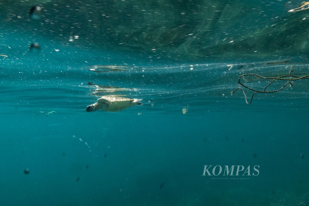 Seekor penyu sisik <i>(Eretmochelys imbricata</i>) berenang ke laut lepas setelah berhasil dilepaskan dari jeratan tali pada kumpulan sampah di dekat Pulau Cilik, Kepulauan Karimunjawa, Kabupaten Jepara, Jawa Tengah, Minggu (12/6/2022). 
