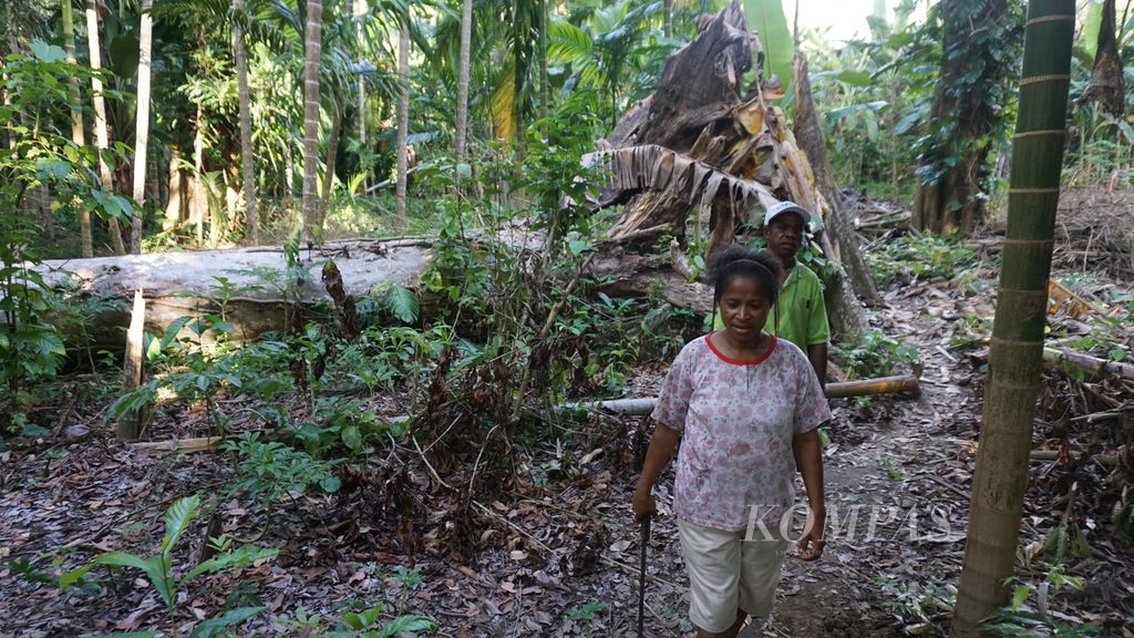 Daniel Laure (belakang) dan istrinya berjalan melewati pohon kenari yang tumbang akibat terkena badai Seroja di kawasan hutan Desa Nailang, Alor Timur Laut, Kabupaten Alor, Nusa Tenggara Timur, Jumat (11/3/2022). 