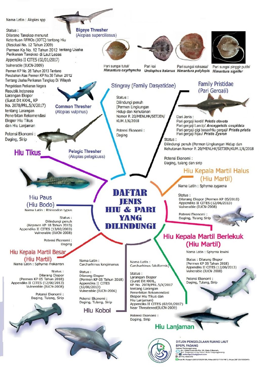 Infografik Hiu dan Pari Dilindungi di Indonesia. Sumber Kementerian Kelautan dan Perikanan. 