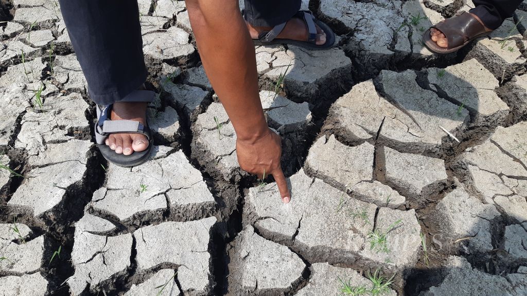 Aparat desa menunjukkan sawah yang kekeringan di Desa Suranenggala, Kecamatan Suranenggala, Kabupaten Cirebon, Jawa Barat, Jumat (23/8/2024). 