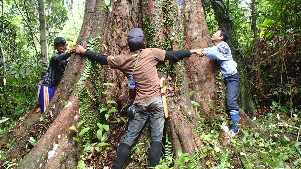Salah satu pohon yang masuk dalam program pohon asuh di Hutan Desa Sinar Wajo, Kecamatan Mendahara Ulu, Kabupaten Tanjung Jabung Timur, Jambi.