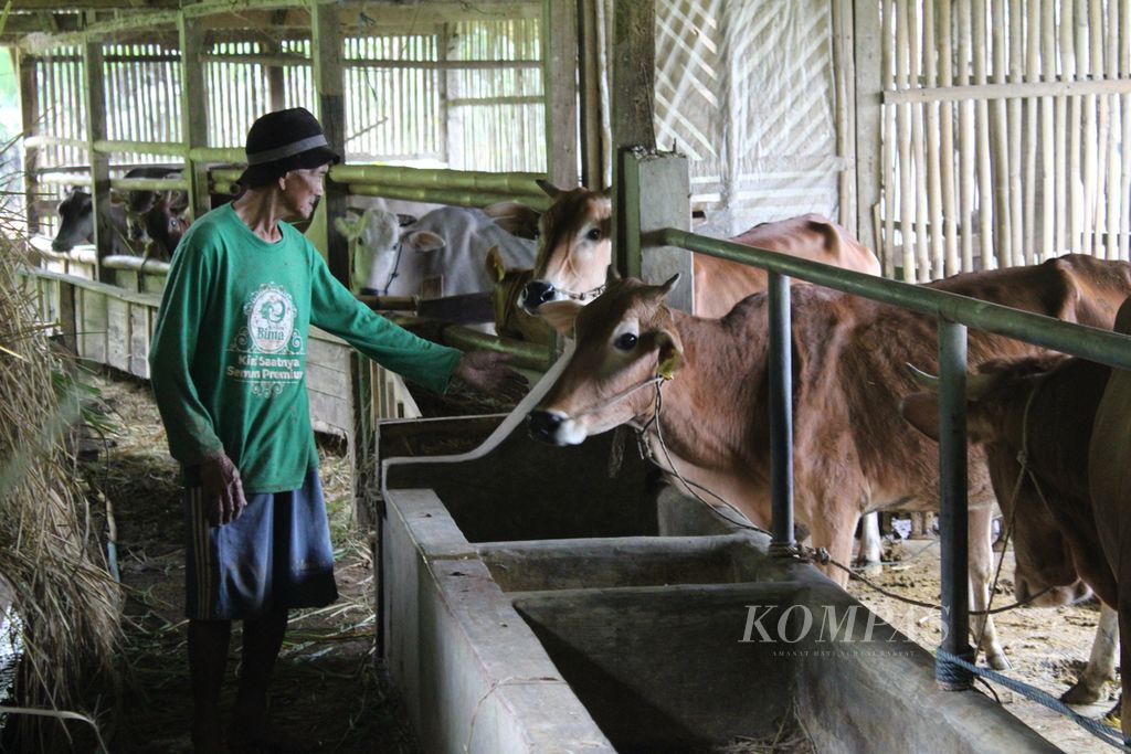 Peternak memeriksa sapi di Desa Mekarbuana, Kabupaten Ciamis, Jawa Barat, Sabtu (17/6/2023).