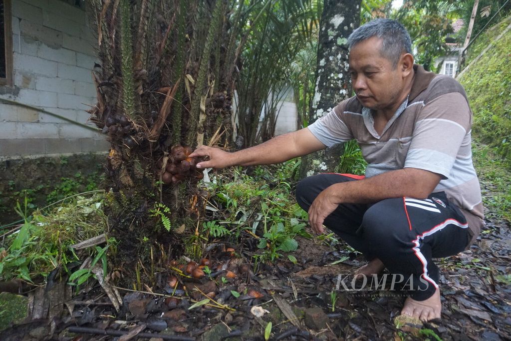 Sugianto, petani salak di Madukara, Banjarnegara, menunjukkan salaknya yang tidak dipanen dan rontok lalu busuk karena harga anjlok, Rabu (3/4/2024).