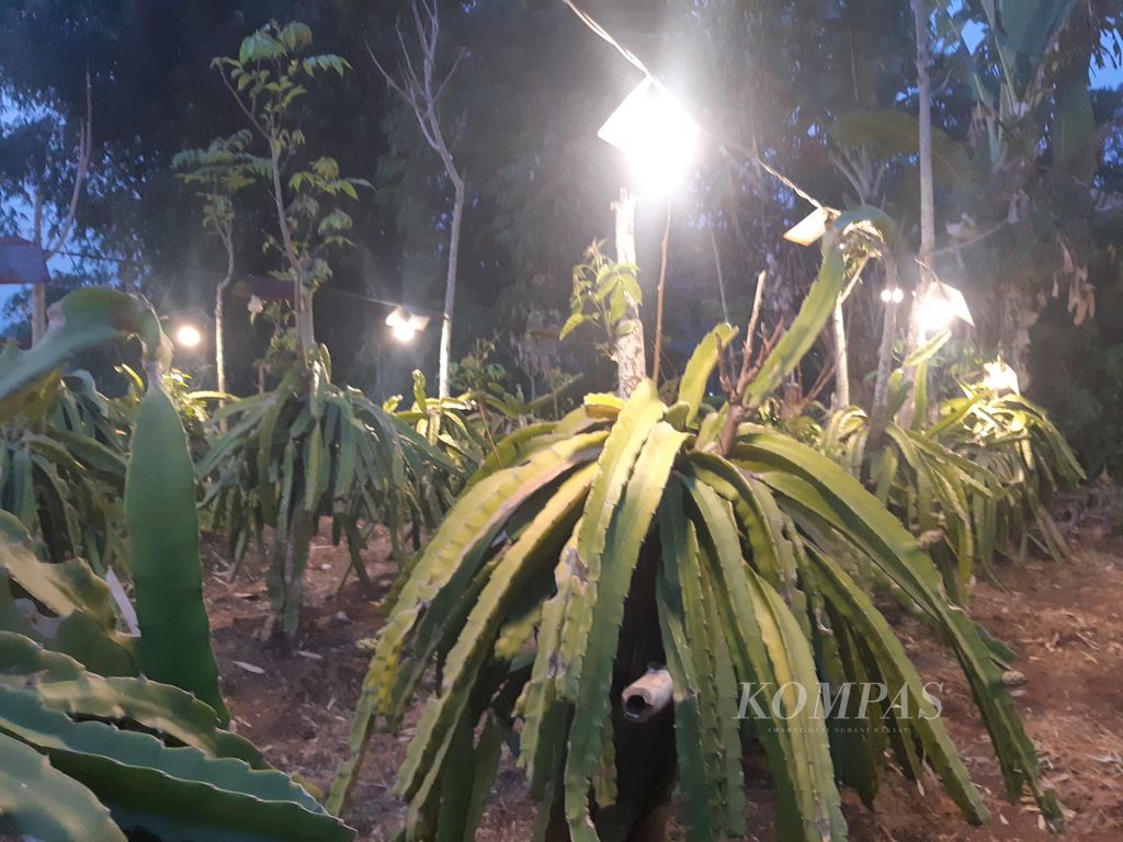 Lampu menerangi tanaman buah naga di Kebun Naga Poernama di Desa Bayongbong, Kecamatan Bayongbong, Kabupaten Garut, Jawa Barat, Rabu (14/6/2023). 