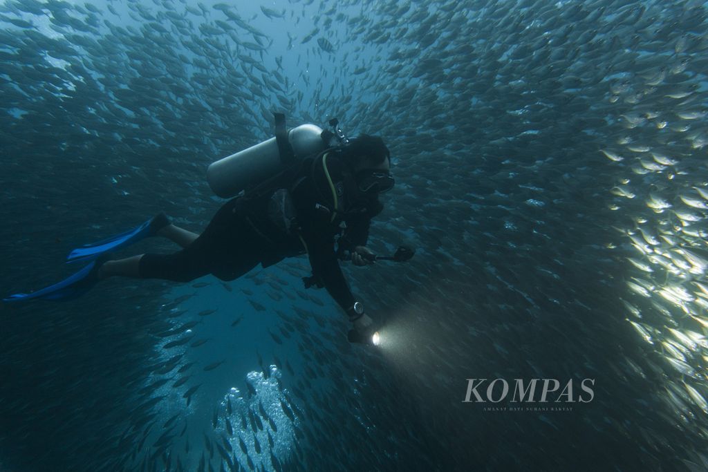Keberadaan kawanan ikan merupakan salah satu daya tarik utama wisata selam di bawah dermaga Pulau Arborek, Raja Ampat, Papua Barat, Selasa (1/6/2021). Pesona alam bawah laut menjadi daya tarik utama bagi sektor wisata Raja Ampat.
