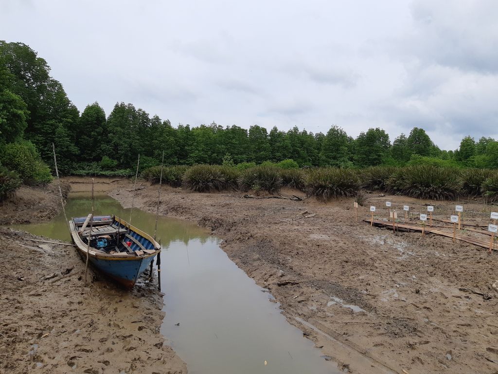 Lahan mangrove yang direhabilitasi Badan Restorasi Gambut dan Mangrove di Teluk Balikpapan, tepatnya di Desa Sotek, Kecamatan Penajam, Penajam Paser Utara, Kalimantan Timur, Minggu (11/9/2022).
