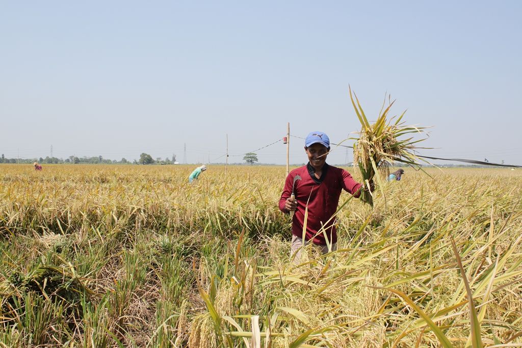Petani Desa Kalensari, Kecamatan Widasari, Indramayu, Jawa Barat, memamerkan padi varietas IF 16 yang dipanen, Senin (19/8/2019). Varietas ini merupakan pengembangan dari Asosiasi Bank Benih dan Teknologi Tani (AB2TI) dengan potensi panen lebih dari 12 ton.