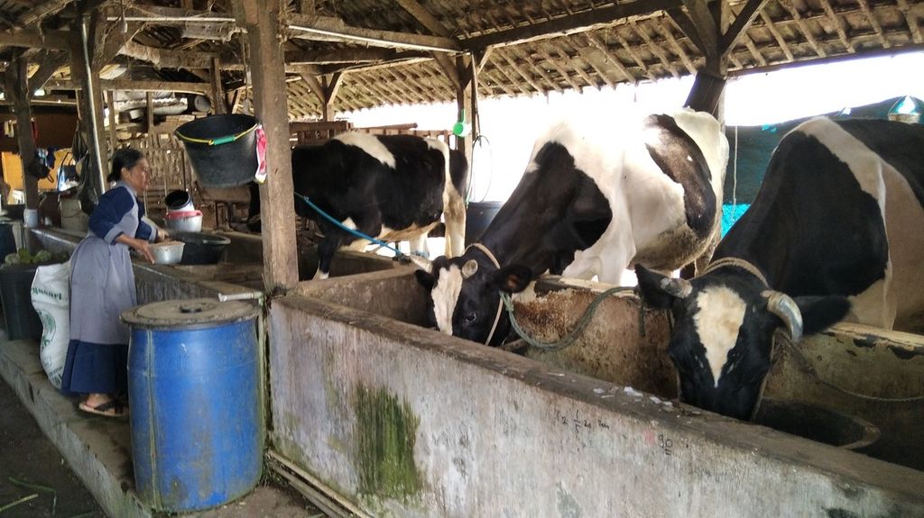 Nasupah (59), salah satu peternak di Dusun Maron, Desa Pujonlor, Kecamatan Pujon, Kabupaten Malang, Jawa Timur, memberi makan sapi perah miliknya, Minggu (10/5/2021). Pujon merupakan salah satu sentra sapi perah di Kabupaten Malang.