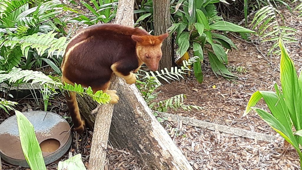 Kanguru pohon mantel emas dari Indonesia juga ada di Suaka Margasatwa Currumbin, Gold Coast, Australia, Sabtu (25/11/2023).