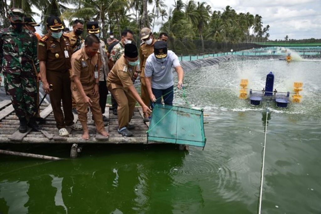 Gubernur Kalteng Sugianto Sabran melepaskan benur atau benih udang vaname di kolam <i>shrimp estate</i> di Desa Sungai Raja, Kabupaten Sukamara, Kalimantan Tengah, Kamis (30/11/2023). Lumbung udang (<i>shrimp estate</i>) ini berisi 72 kolam dengan puluhan ton benur.