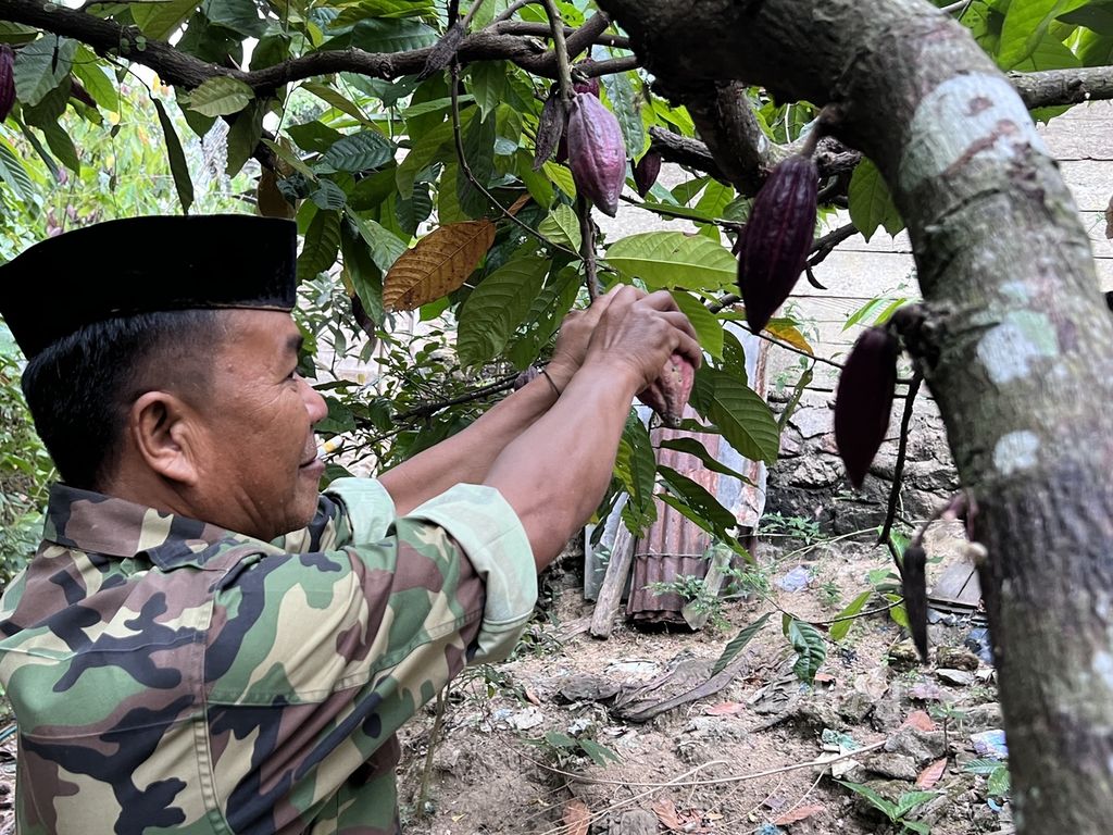 Abdul Rauf (60), petani di Kecamatan Bulo, Polewali Mandar, Sulawesi Barat, memetik kakao di kebunnya, Sabtu (16/9/2022). Saat ini tanamannya sudah berusia 30 tahun.