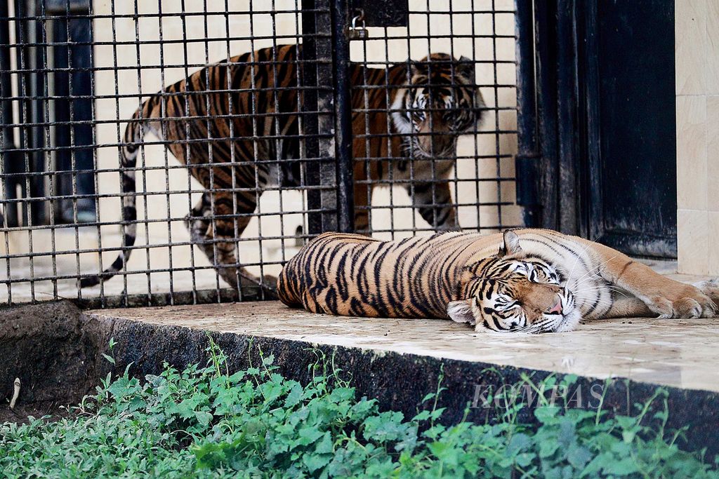 Harimau sumatera ditempatkan di kandang khusus penangkaran di Taman Safari, Cisarua, Kabupaten Bogor, Jawa Barat. Penangkaran harimau sumatera di tempat tersebut merupakan yang terbesar di dunia.