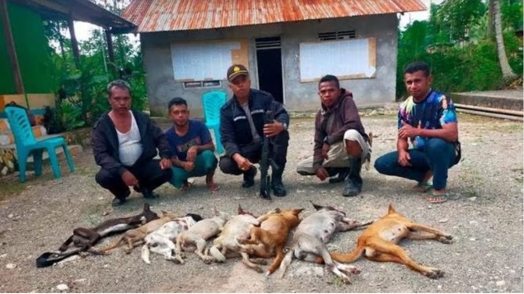 Dogs that are not tied or kept in kennels by their owners in South Central Timor are eliminated (killed) by the joint rabies prevention and control team in South Central Timor. These dogs were not tied or kept in cages by their owners after the Rabies Extraordinary Circumstances Decree in TTS, so they were considered stray dogs.