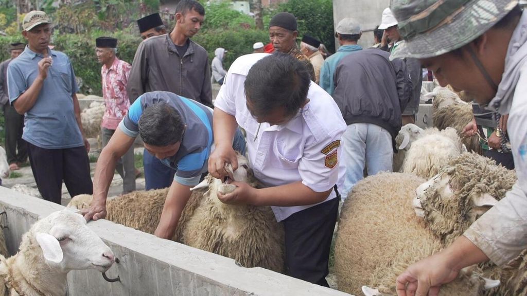 Seorang petugas dinas peternakan dan kesehatan hewan Wonosobo sedang memeriksa seekor domba di pasar hewan Garung, kabupaten Wonosobo, Jawa Tengah, Rabu (15/4)