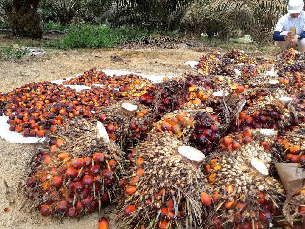 Tandan buah segar (TBS) kelapa sawit yang telah dipanen di lokasi perkebunan sawit milik PT Austindo Nusantara Jaya Tbk di Belitung Timur, Rabu (28/8/2024). Hasil panen TBS itu akan diolah menjadi berbagai produk turunan sawit, dari minyak sawit mentah (CPO) sampai digunakan untuk biogas.