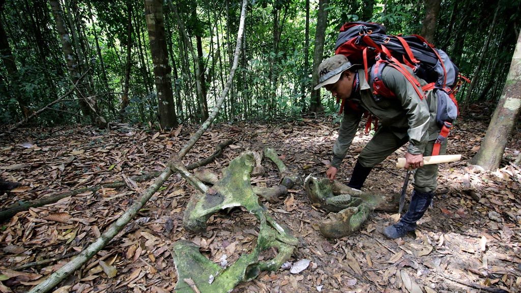 Anggota Ranger Forum Konservasi Leuser menemukan bangkai gajah di dalam kawasan hutan Leuser, Subulussalam, Aceh, Selasa (9/5). Setiap bulan selama 15 hari ranger melakukan patroli di dalam kawasan Leuser untuk mencegah perburuan satwa dan perambahan hutan.