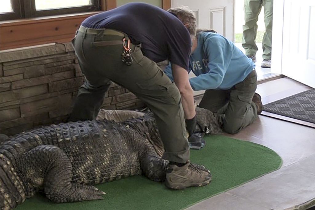 Dalam foto yang diberikan oleh Departemen Konservasi Lingkungan New York ini, seorang petugas mengamankan seekor aligator milik Tony Cavallaro untuk disita dari rumahnya di Hamburg, Negara Bagian New York, AS, pada 13 Maret 2024. 