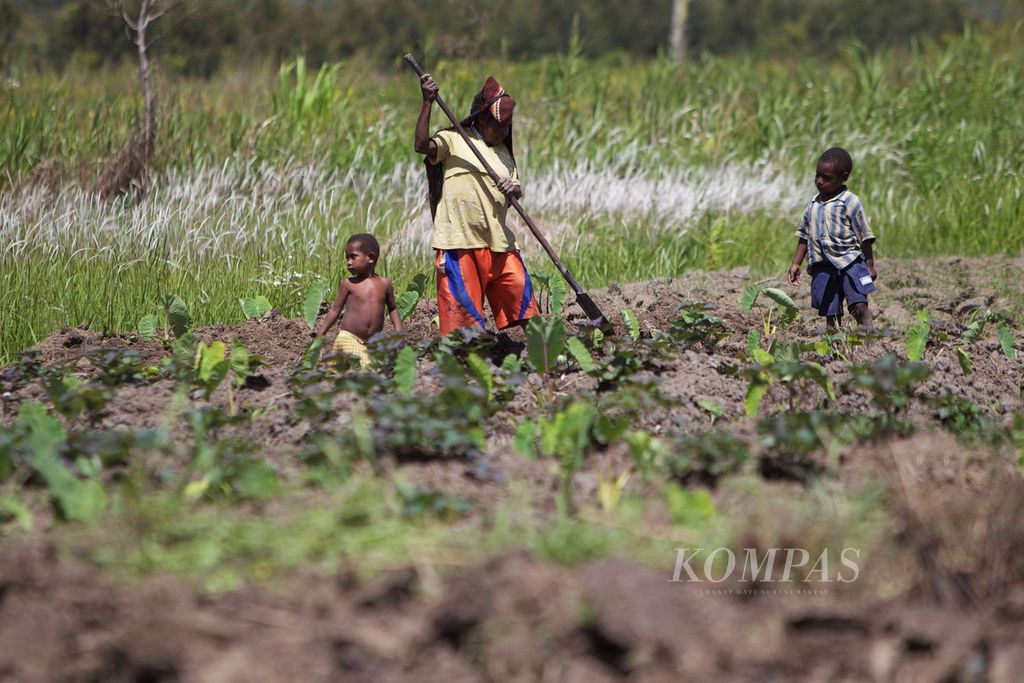 Regina Kogoya merawat tanaman ubi manis di Distrik Asolokobal, Wamena, Papua, Senin (30/4/2012). Membuka ladang baru dilakukan oleh laki-laki, sedangkan menanam, merawat dan memanen dilakukan oleh perempuan