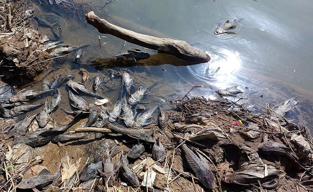 Ribuan ikan ditemukan mati karena Sungai Cileungsi, Kabupaten Bogor, tercemar limbah B3 pada Kamis dan Jumat (6-7/4/2023). 
