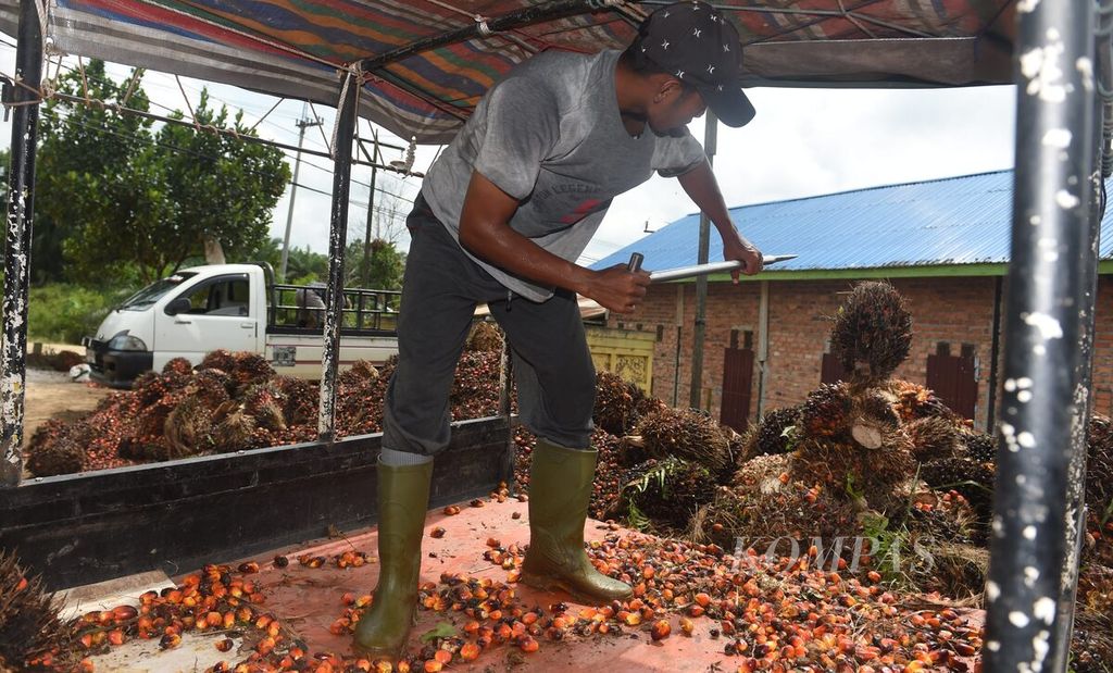 Pekerja memindahkan sawit petani ke atas truk untuk dikirim ke pabrik di Desa Bukit Raya, Kecamatan Sepaku, Kabupaten Penajam Paser Utara, Kalimantan Timur, Juli 2022. 