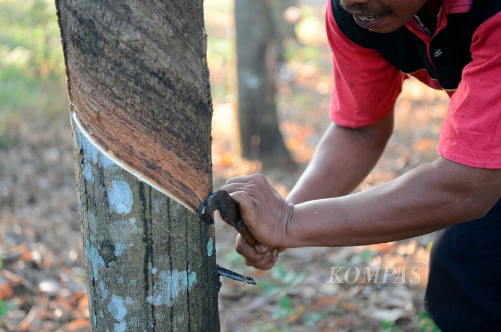 Pekerja membuat alur getah karet sebelum disadap di perkebunan milik PT Perkebunan Nusantara IX di Kecamatan Tuntang, Kabupaten Semarang, Jawa Tengah, Selasa (18/6/2019). 