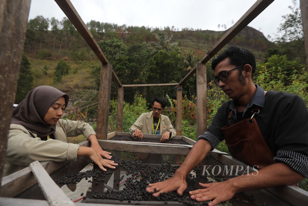 Alpyan Juliyanto (kanan), pemilik kedai kopi dan penggerak budidaya kopi di Kecamatan Harian, Kabupaten Samosir, Sumatera Utara, memberikan arahan mengenai pemrosesan biji kopi kepada mahasiswa Universitas Gadjah Mada (UGM) yang mengikuti kegiatan kuliah kerja nyata (KKN) di Kecamatan Harian, Kamis (4/8/2022). 