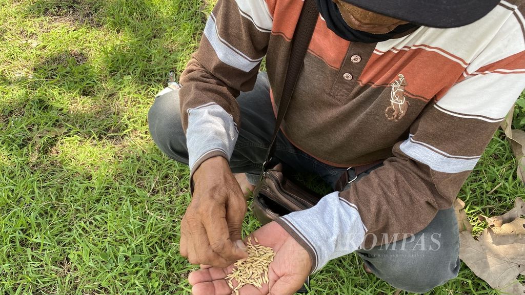 The penebas with the initials SM is holding a sample of grain from a farmer's rice field in Ngawi Regency, East Java, on Saturday (30/3/2024).