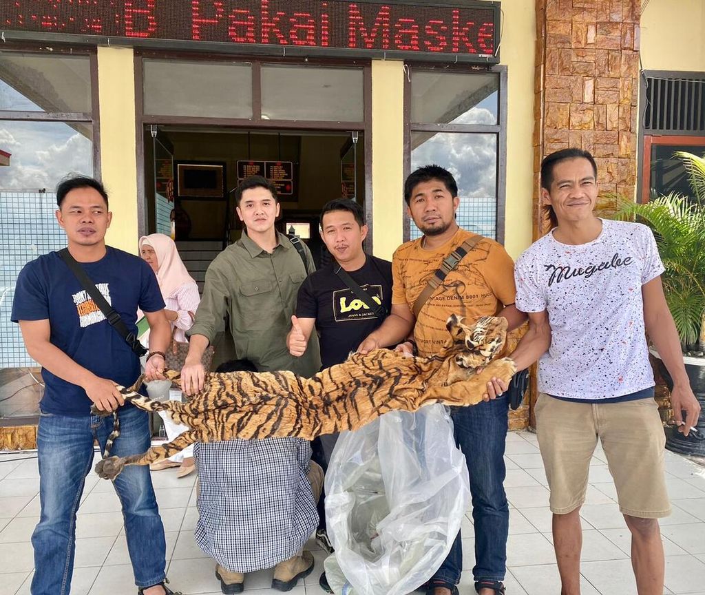 Tim Satreskrim Polres Kerinci memperlihatkan kulit harimau yang disita dari perdagangan satwa liar dilindungi yang dilakukan pegiat konservasi asal Pesisir Selatan, Yaparudin (38), di Sungai Penuh, Jambi, Kamis (4/5/2023).