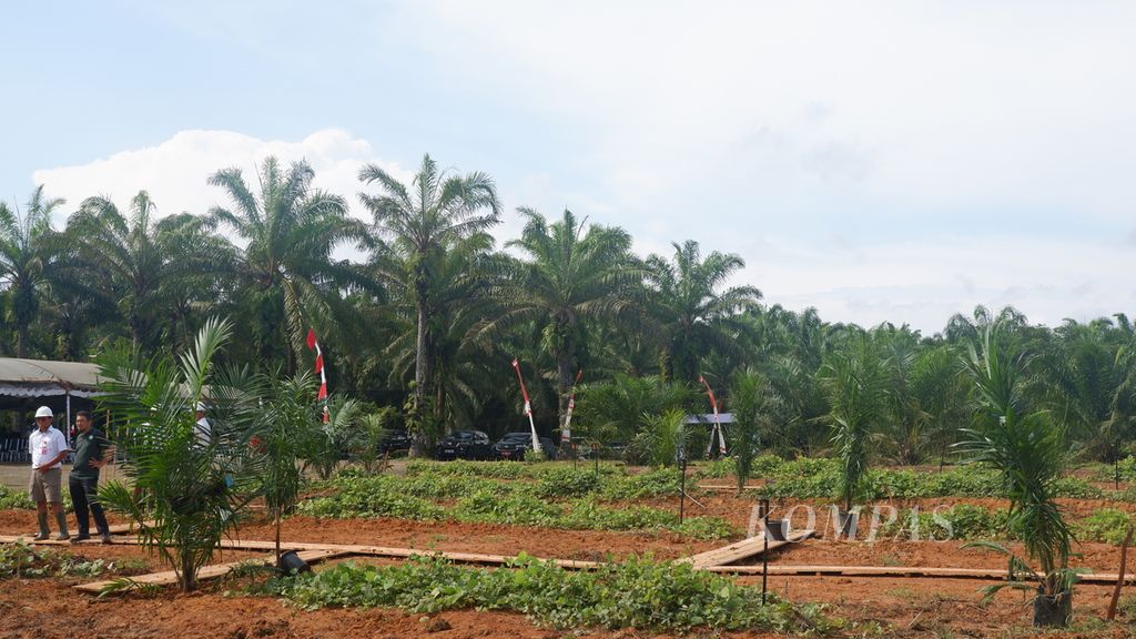 Expanse of oil palm plants in Telagasari Village, Kelumpang Hilir District, Kotabaru, South Kalimantan, Wednesday (24/4/2024).
