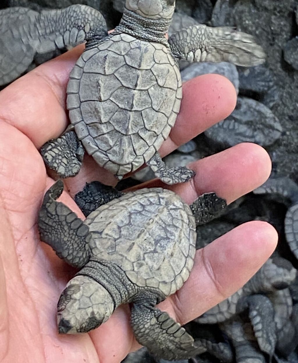 Penyu lekang yang baru beberapa jam menetas di petak pasir Kelompok Pelestari Penyu Kurma Asih, Selasa (13/8/2024).